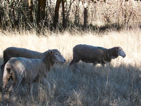 Joel kontinen: Hybrid on Irish Farm: Goat + Sheep = Geep