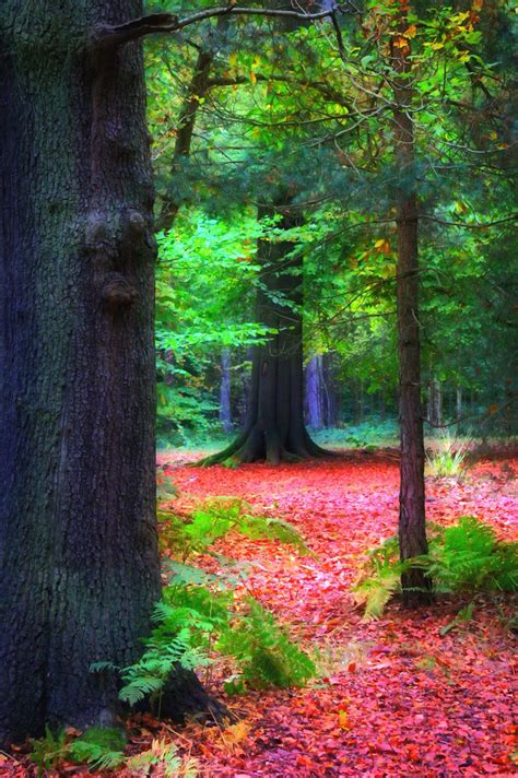 Vibrant autumn colour | Fall colors, Tree, Plants