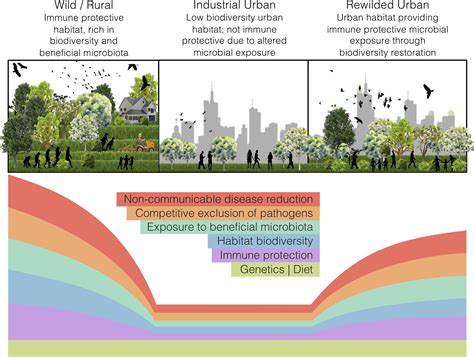 Microbiome rewilding via the restoration of biodiversity to urban ...