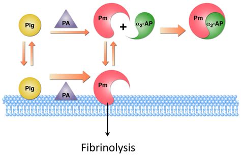 Enhancement of plasminogen activation on the cell surface. Activation ...