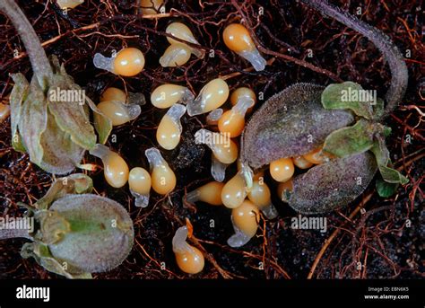 English violet, Sweet violet (Viola odorata), seeds with elaiosomes Stock Photo, Royalty Free ...