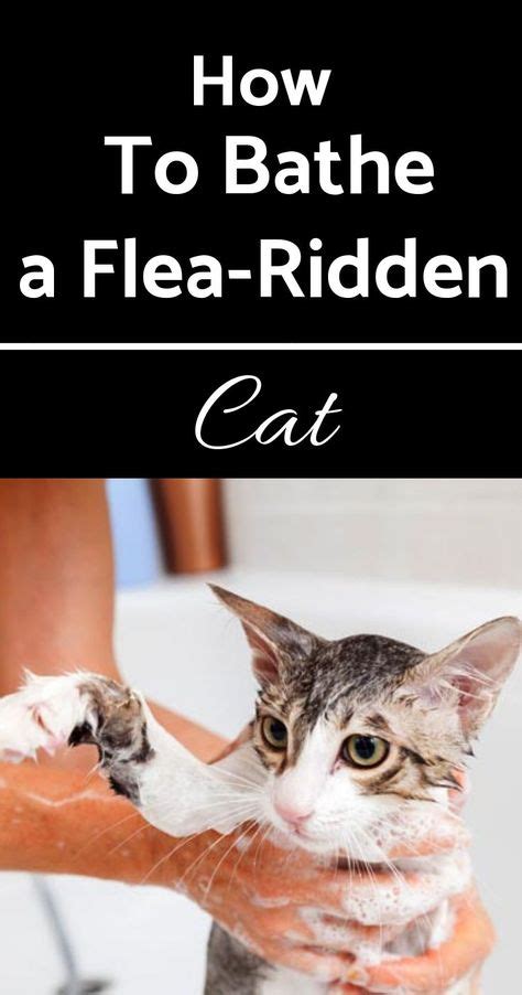 How to Bathe a Flea-Ridden Cat in 2020 | Cat fleas treatment, Cat has fleas, Flea shampoo for cats