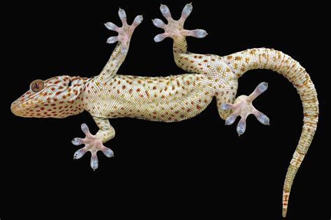 To climb like a gecko, robots need toes | Berkeley