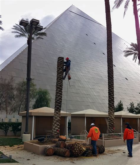 Tree Removal « Affordable Tree Service, Las Vegas, NV