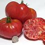 Tomatoes: Cultural Considerations | Planting Guidelines | Buying ...