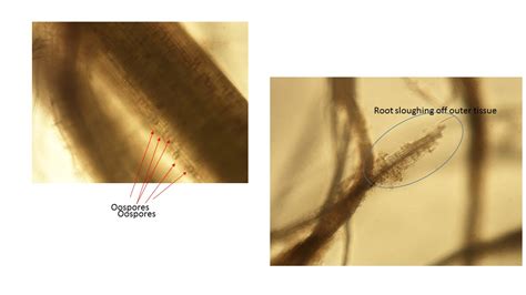 Pythium root rot | K-State Turf and Landscape Blog