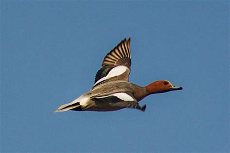 Eurasian Wigeon - eBirdr