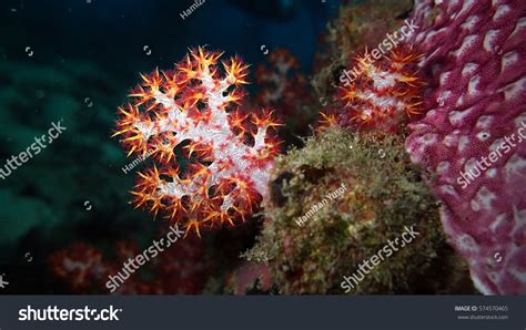 Colorful Benthic Organisms That Found On Stock Photo 574570465 ...