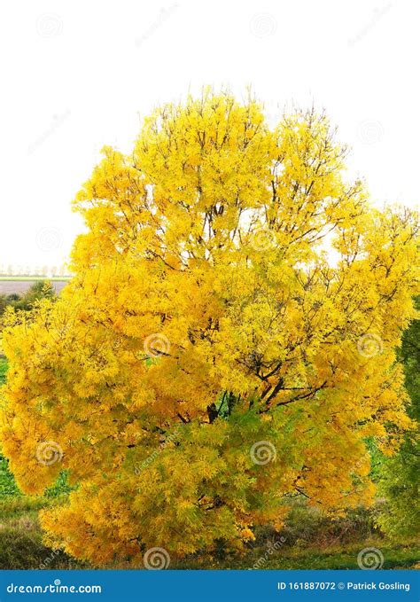 Ash tree in autumn colour. stock photo. Image of leaves - 161887072