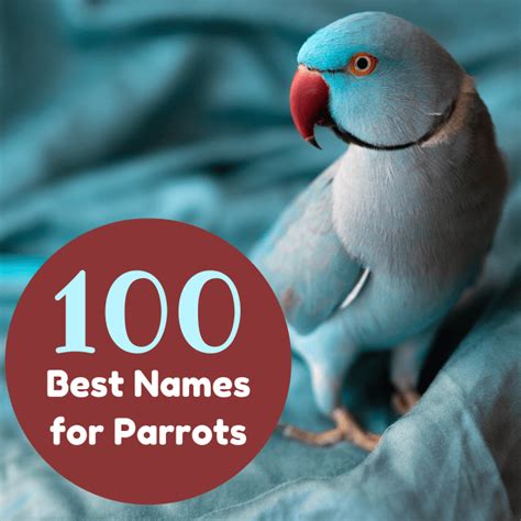 100 Great Parrot Name Ideas for Macaws and More - PetHelpful