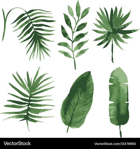 Watercolor tropical leaves Royalty Free Vector Image