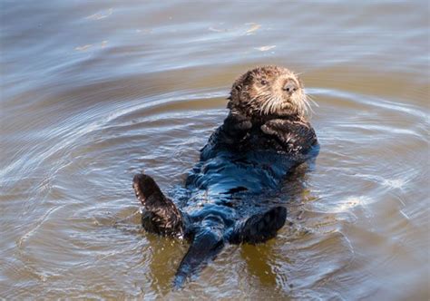 Sea Otters Are Helping Save Their Own Habitat