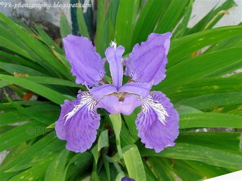 Blue Iris Flower | Nature, Cultural, and Travel Photography Blog