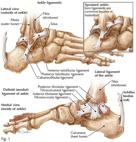 calcaneofibular ligament