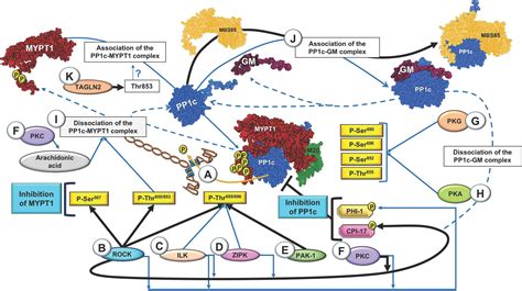 Frontiers | Regulation of Myosin Light-Chain Phosphatase Activity to Generate Airway Smooth ...