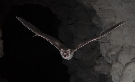 You are what you eat: Diet-specific adaptations in vampire bats - Leibniz Institute for Zoo and ...