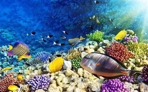 Maldives Malaysia Red Sea Coral Reef Underwater World Desktop Hd ...