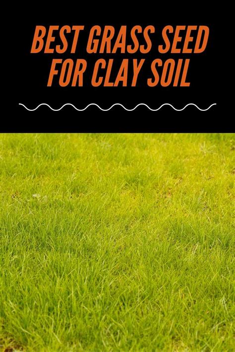 Best Grass Seed For Clay Soil – Review With Buying Guide | Constant Delights