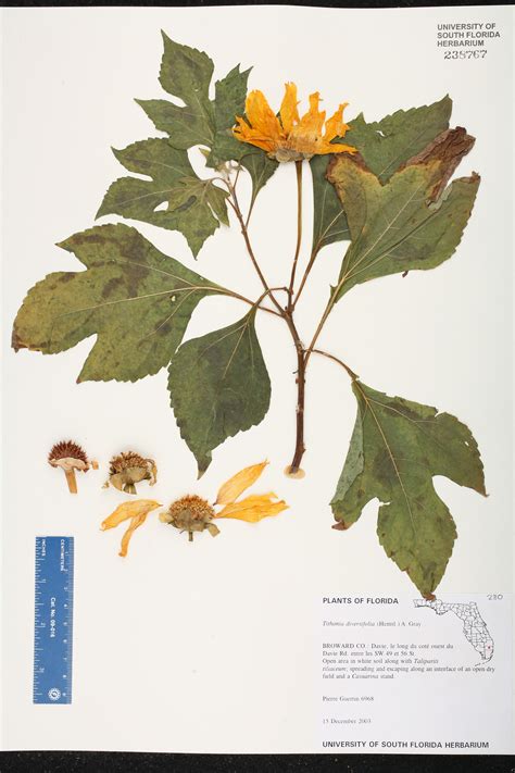 Herbarium Specimen Details - ISB: Atlas of Florida Plants