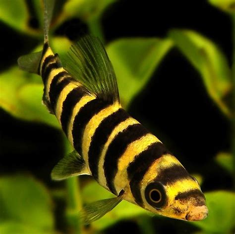 Leporinus fasciatus