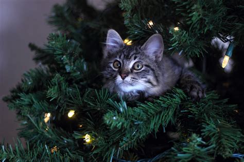 Cat Keeps Climbing Christmas Tree - Christmas Countdown 2021