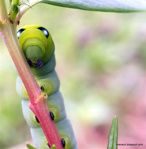 Onenezz: Oleander Hawk Moth Caterpillar