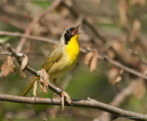 Common Yellowthroat (Adult male) | Common Yellowthroat (Geot… | Flickr