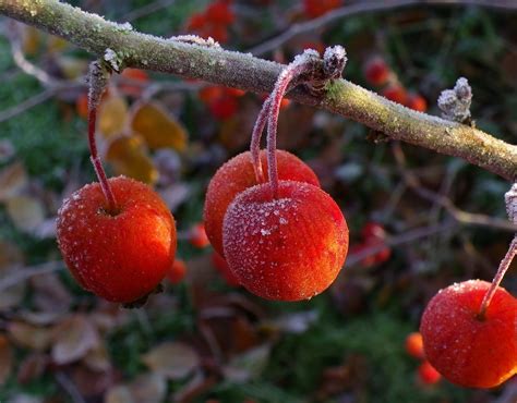 Is Watering The Trees In Winter A Bad Idea? - A Green Hand