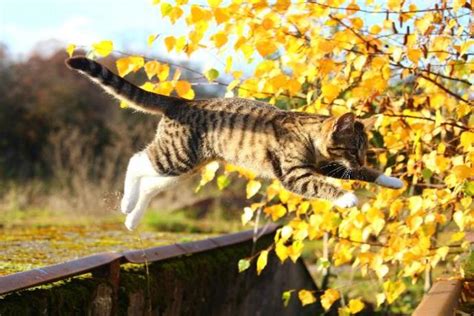 Stalking and Pouncing in Cats: Reasons and Solutions