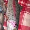 Rainbow Trout Wall Sculpture Lodge, Cabin, Wall Art, Catch and Release ...