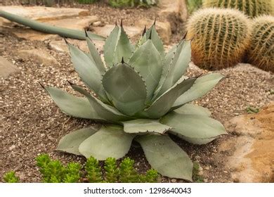 220 Agave parryi Images, Stock Photos & Vectors | Shutterstock