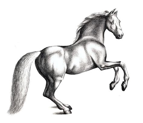 How to Draw a Horse with Pencil