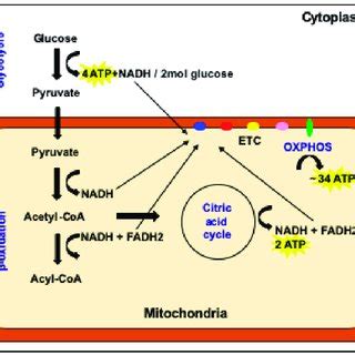 The multiple pathways available for the production of cellular ATP. In ...