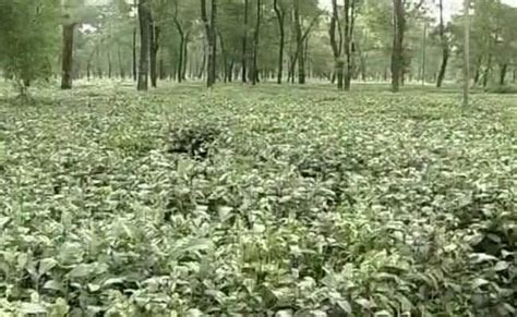 North Bengal Tea Garden Workers Facing Hunger Death Promised Relief