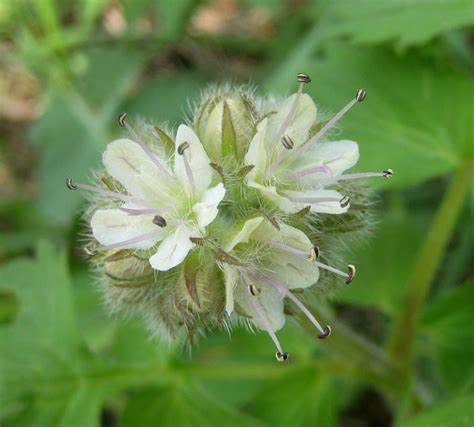 Fun with wild waterleaf | Wild Food Girl