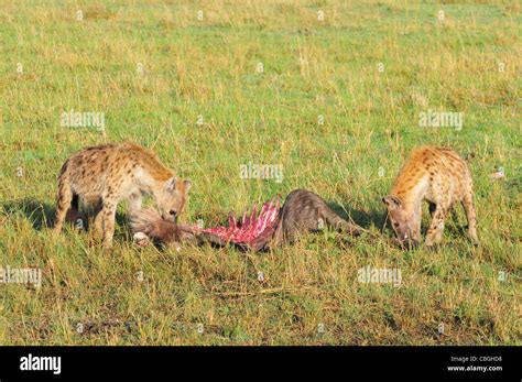 Hyena eating hi-res stock photography and images - Alamy