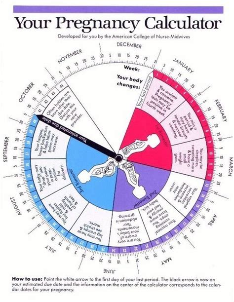 Pin on Week by Week Pregnancy