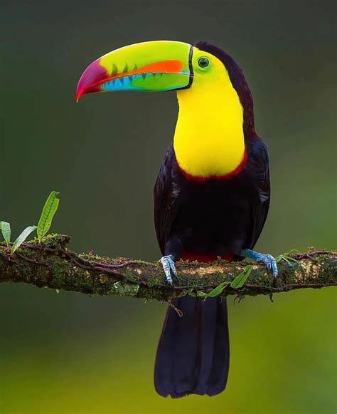 Arcane Wildlife on Instagram: “A keel-billed toucan showcasing its magnificent colours. These ...