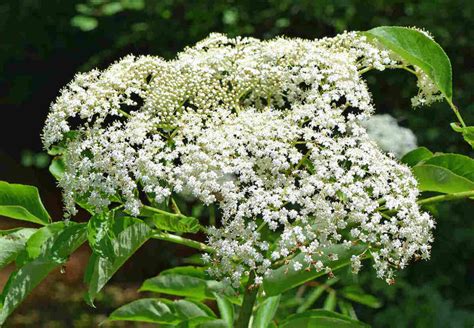 10 Best Native Plants for Albany