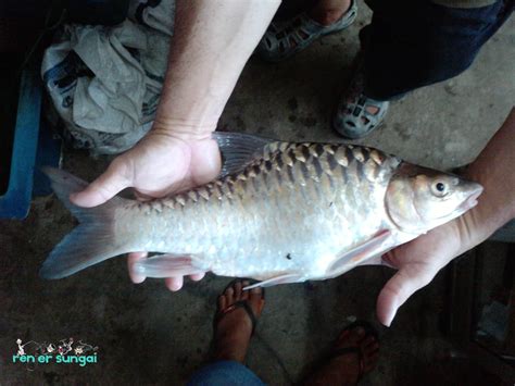 Renjer Sungai: IKAN KELAH SUNGAI SUNGKAI