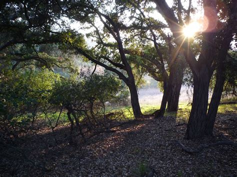 Hiking in the Shade at Topanga State Park - Camp Hike Live California