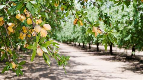 Almond Tree Varieties - Learn About Different Almond Trees For Gardens