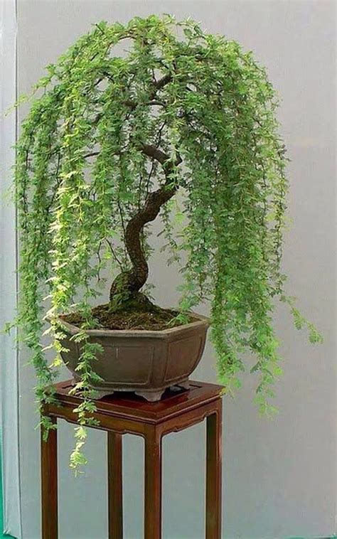 Weeping Willow Bonsai Ikebana, Bonsai Trees For Sale, Indoor Bonsai Tree, Indoor Trees ...