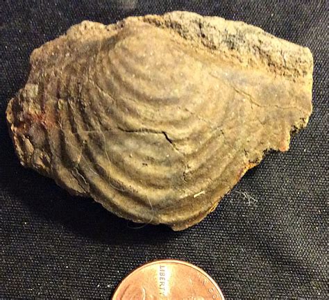 Bivalve Cast from the Merchantville Formation, N.J. - Members Gallery ...