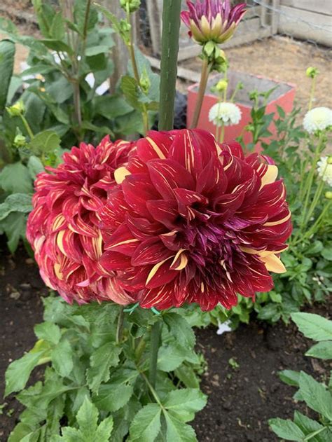 27 Best Red Dahlia Varieties for the Garden | Red Dahlia Meaning and Symbolism