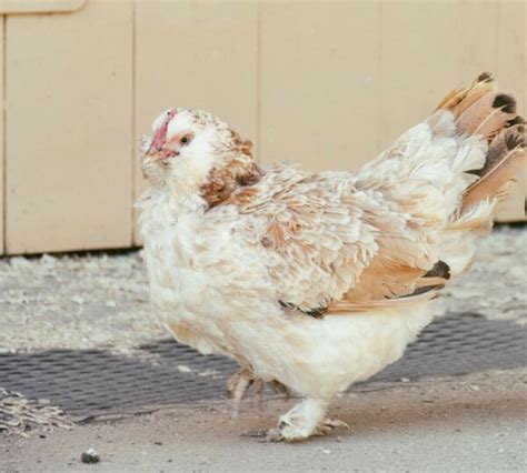 Faverolles • Insteading Chicken Breeds Guide