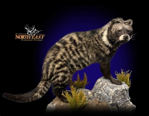 Civet Cat Mount, Civet Cat Taxidermy