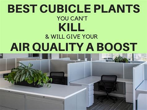 best cubicle plants greencleandesigns.com indoor clean air purifying plants