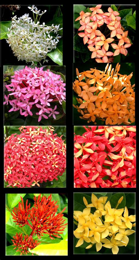 Ixora Varieties | Paisagismo, Flores exóticas, Samambaias jardim