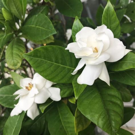 How To Grow Gardenias Indoors (Top Care Tips) - Smart Garden Guide